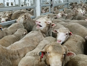 Onvrede Australische boeren fors toegenomen op jaar tijd door schapenban en milieuwetgeving
