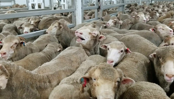 Nieuwe MKZ-uitbraken in Slovakije, FAVV waarschuwt voor illegale invoer van schapen en geiten