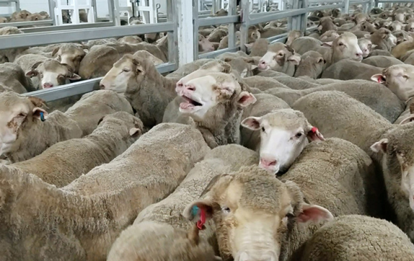 Nieuwe MKZ-uitbraken in Slovakije, FAVV waarschuwt voor illegale invoer van schapen en geiten