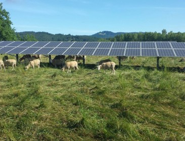 Zonnepanelen zijn meest efficiënt op landbouwgrond
