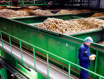 Belgische aardappelindustrie verwerkt 4 pct minder aardappelen in 2020
