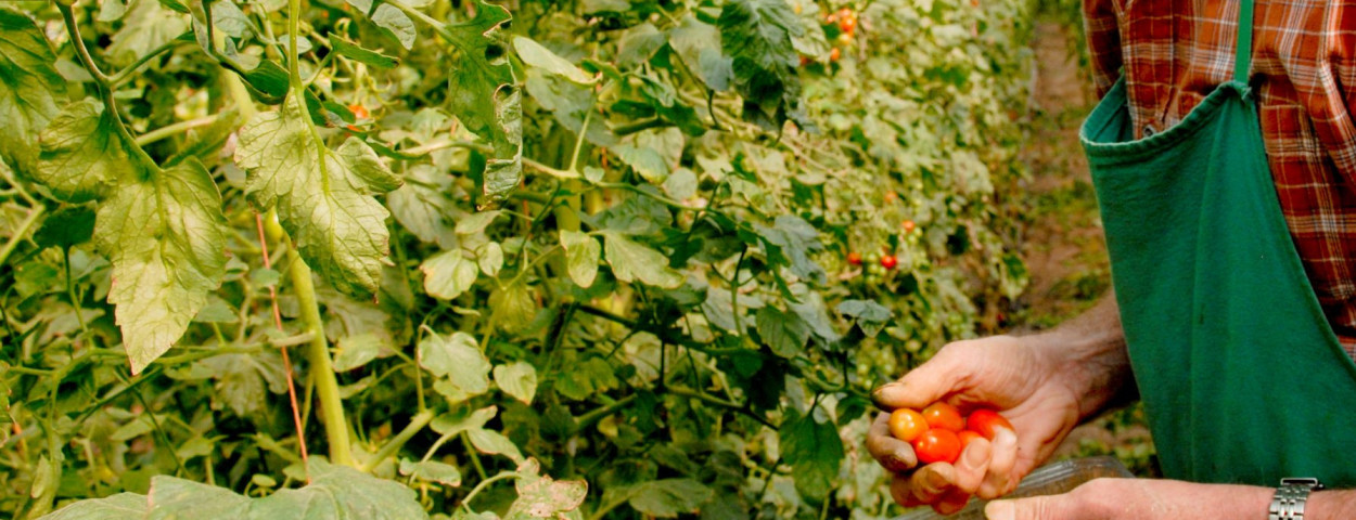 tomaten serre oude landbouw_EU