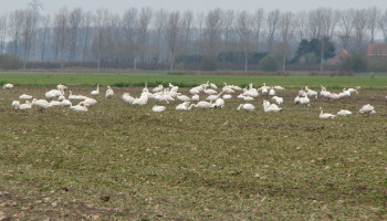 Oost-Vlaanderen zoekt akkers met oogstresten suikerbiet voor kleine zwanen
