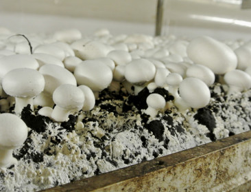 Chitosan, een wondermiddel uit afval van paddenstoelen