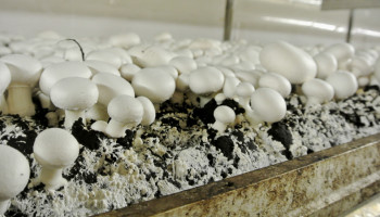 Supermarktoorlog doet champignonsector in Vlaanderen verder krimpen