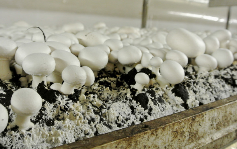 Chitosan, een wondermiddel uit afval van paddenstoelen