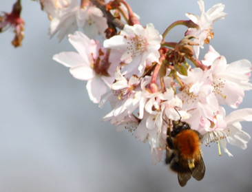 Innovatief onderzoek moet gezondheid bijen verbeteren