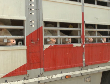 Europa verlangt strengere wetgeving voor dierentransport