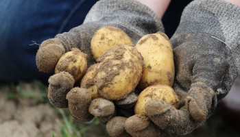 Goed opbrengstjaar ondanks grote verliezen in aardappeloogst