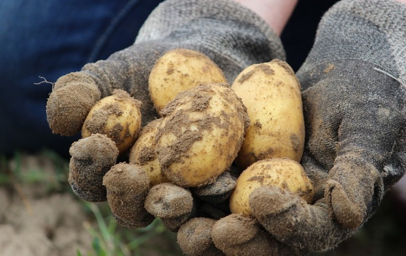Belpotato.be int vanaf dit jaar verplichte bijdrage bij leden