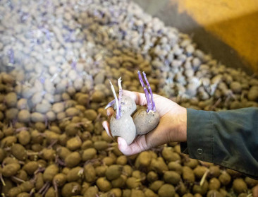 Nog maar de helft aardappelen gepoot, maar nog geen paniek bij industrie