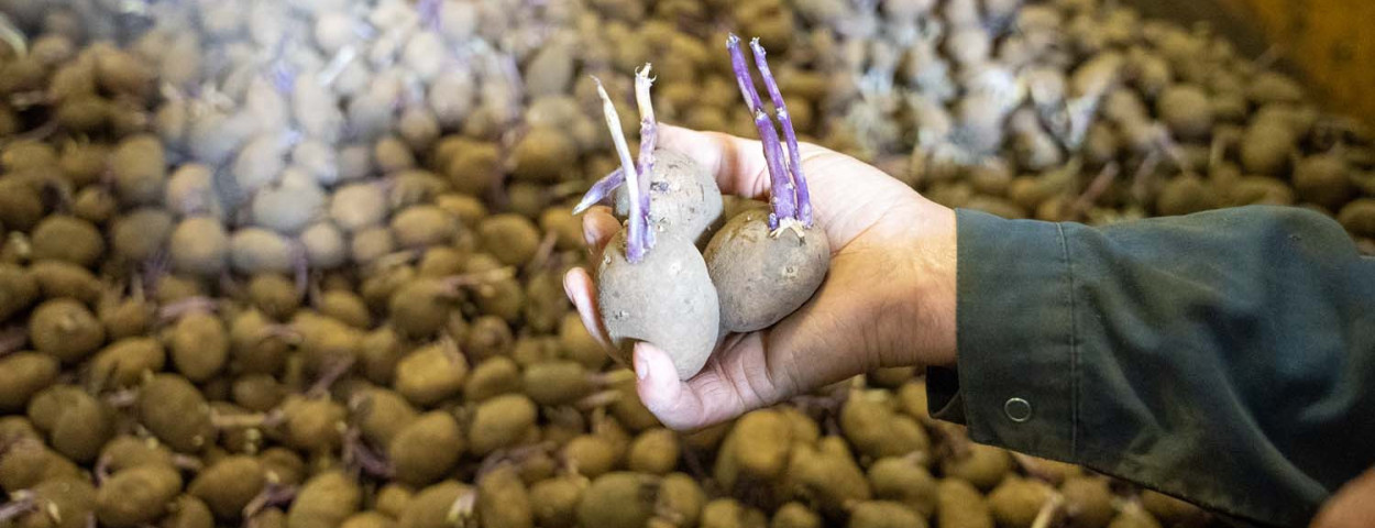 Vertraging voorjaarscampagne aardappelen