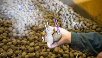 Nog maar de helft aardappelen gepoot, maar nog geen paniek bij industrie