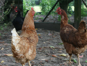 Rijmt schaalvergroting met biolandbouw?