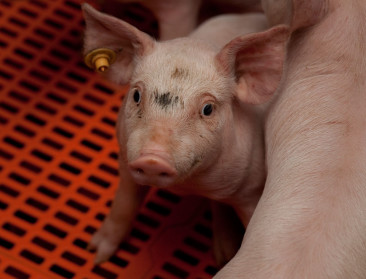 Klimaatimpact van Nederlandse vleesvarkens gehalveerd sinds 1990