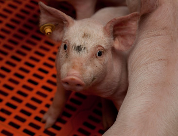 Gratis begeleiding voor varkens- en melkveehouders bij omschakeling naar korte keten