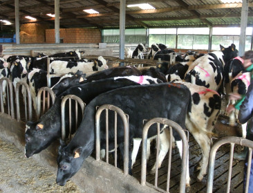 Actieplan wil zuivelsector helpen in postquotumtijdperk