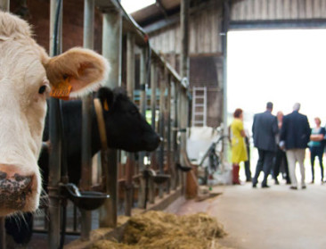 Colruyt koopt rundvlees rechtstreeks bij vleesveehouder
