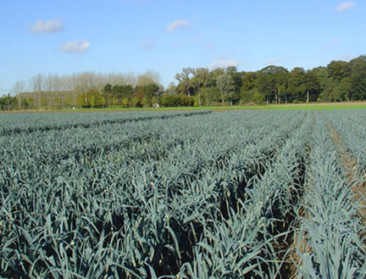 Gezonde bodem zonder stikstofverliezen door goed beheer