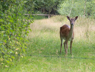 Boomkwekers rond Drongengoedbos gaan gebukt onder herten- en reeënplaag