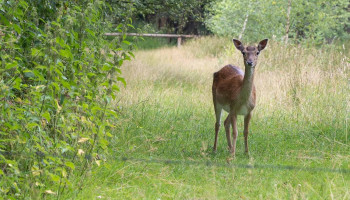 Boomkwekers rond Drongengoedbos gaan gebukt onder herten- en reeënplaag