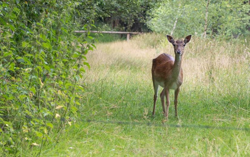 Boomkwekers rond Drongengoedbos gaan gebukt onder herten- en reeënplaag