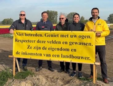 Toeristen zorgen voor overlast: Tulpenvelden zijn geen openbare bloemenweide