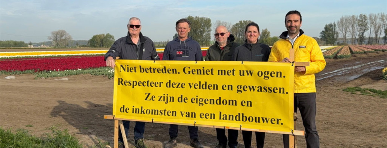Koen Daniels tulpenveld in Meerdonk