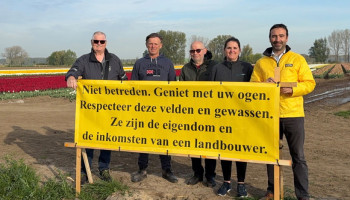 Toeristen zorgen voor overlast: Tulpenvelden zijn geen openbare bloemenweide