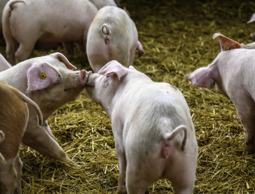 Minder varkens en runderen, meer pluimveebeslagen in Vlaanderen