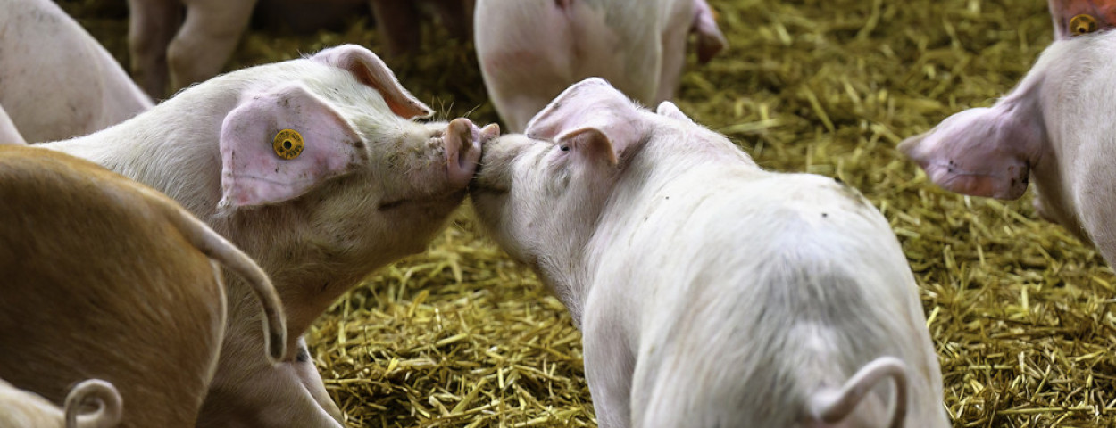 varkens bio stro snuit