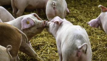 Minder varkens en runderen, meer pluimveebeslagen in Vlaanderen