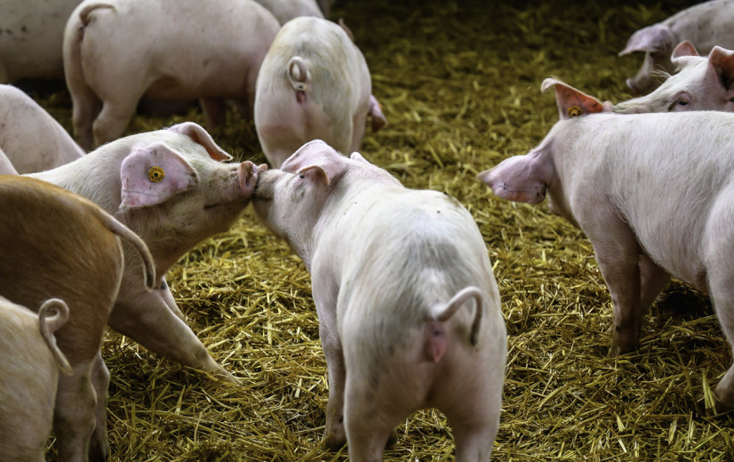 Minder varkens en runderen, meer pluimveebeslagen in Vlaanderen