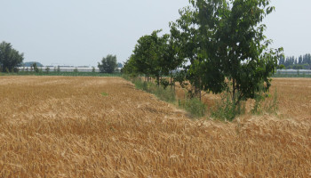 ILVO en UGent ontwikkelen nieuwe methode om milieu-impact van landbouwsystemen te meten