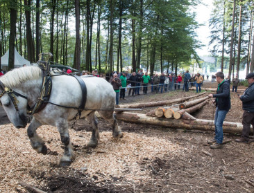 Bosbouwbeurs belicht productieve functie van een bos