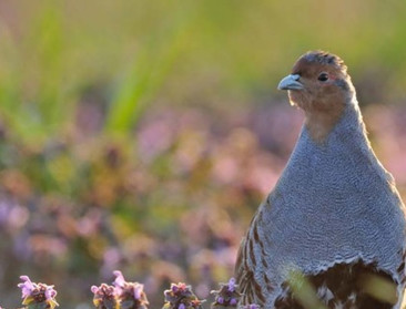 Patrijzenpopulatie is in vrije val