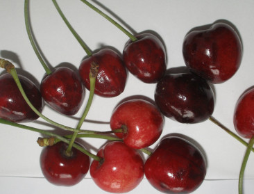 900.000 euro voor onderzoek naar little cherry virus