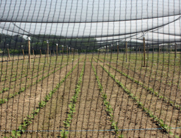 Hoe afhankelijk is veehouderij nog van soja-import?