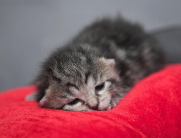 Acht kittens overleden aan vogelgriep in Nederland