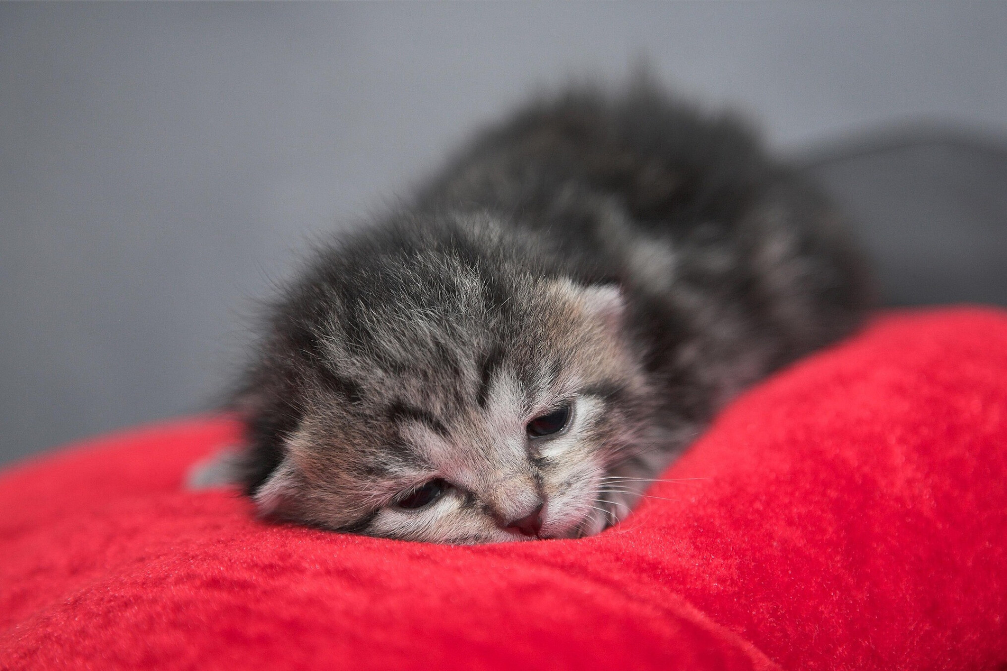 Acht kittens overleden aan vogelgriep in Nederland