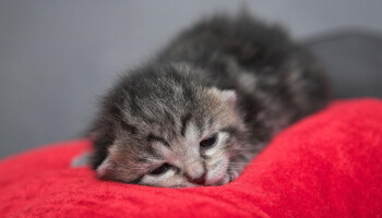 Acht kittens overleden aan vogelgriep in Nederland