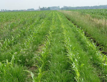 PVL Bocholt wil de opmars van probleemonkruid stuiten