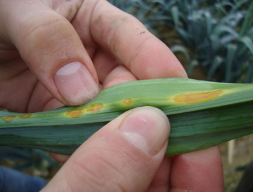 Proefcentrum Kruishoutem beproeft faagtherapie