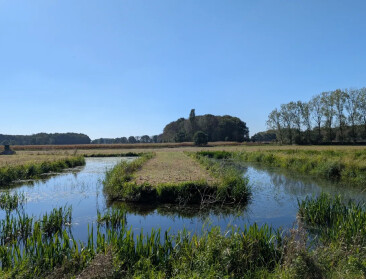 Op de natuur gebaseerde waterzuivering is beloftevol: “Effect op stikstof en fosfor"