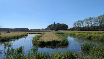 Op de natuur gebaseerde waterzuivering is beloftevol: “effect op stikstof en fosfor’