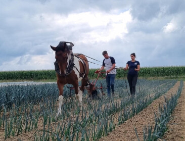 Van hoofdrolspeler naar belangrijke niche: Belgisch trekpaard blijft van waarde in land- en tuinbouw