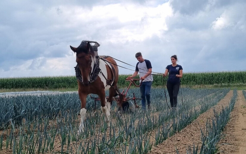 Van hoofdrolspeler naar belangrijke niche: Belgisch trekpaard blijft van waarde in land- en tuinbouw