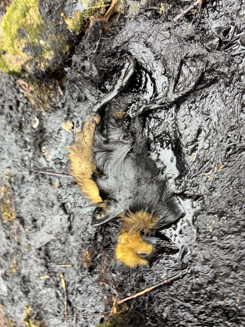 olie vogel Bart Goris Natuurpunt