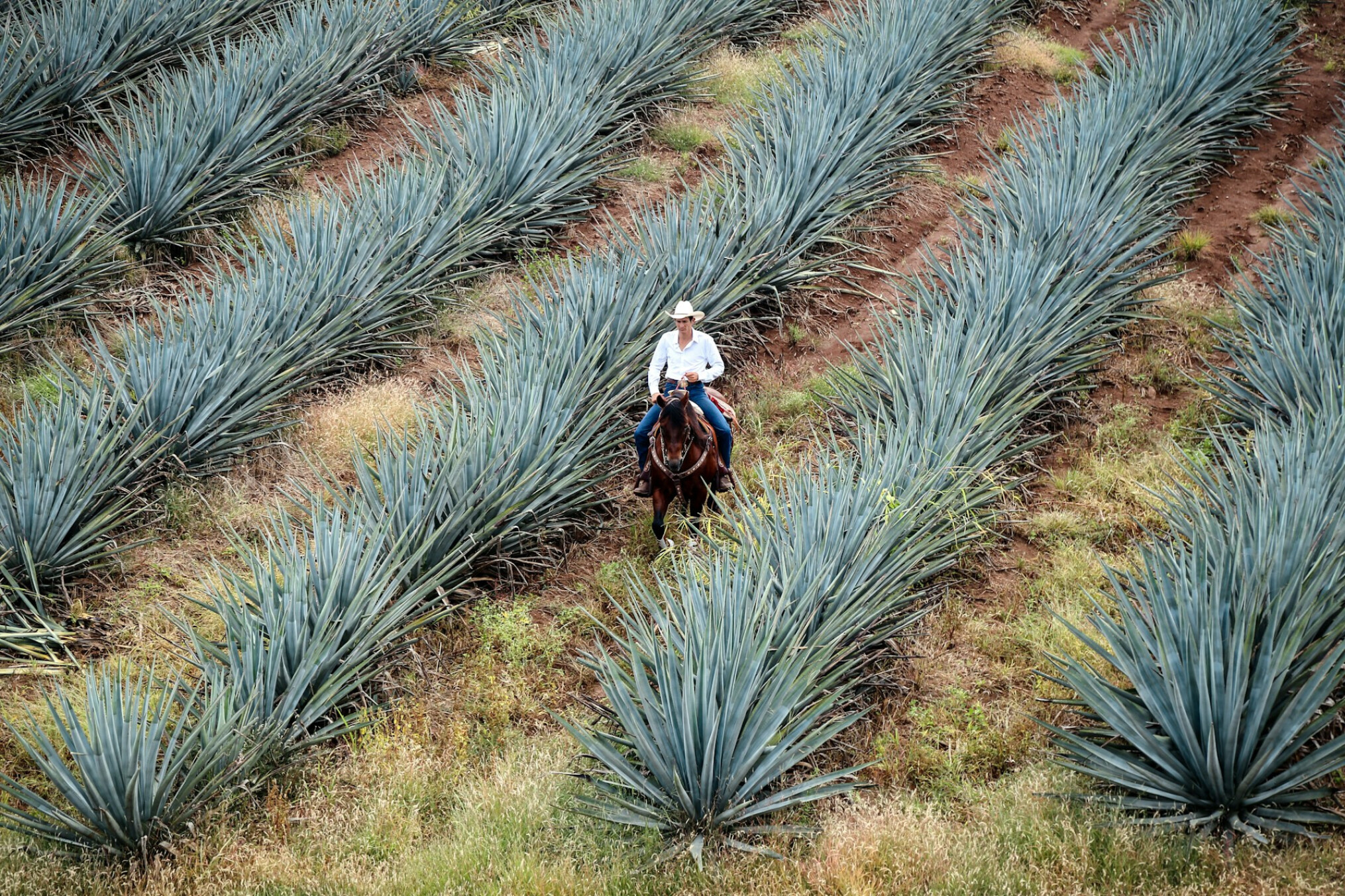Vernieuwd EU-Mexico handelsakkoord vindt brede steun in Europees Parlement
