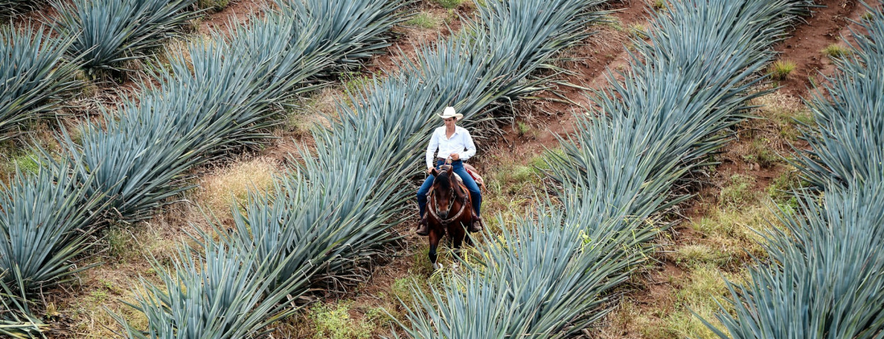 tequila mexico_unsplash
